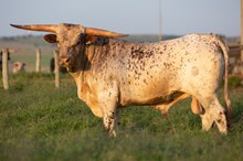 EK 290 BRUSCO