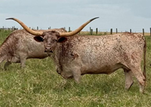 ZD HARLETTA